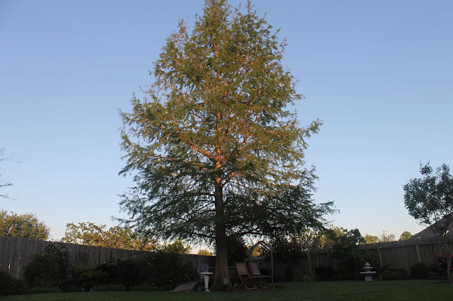 bald cypress