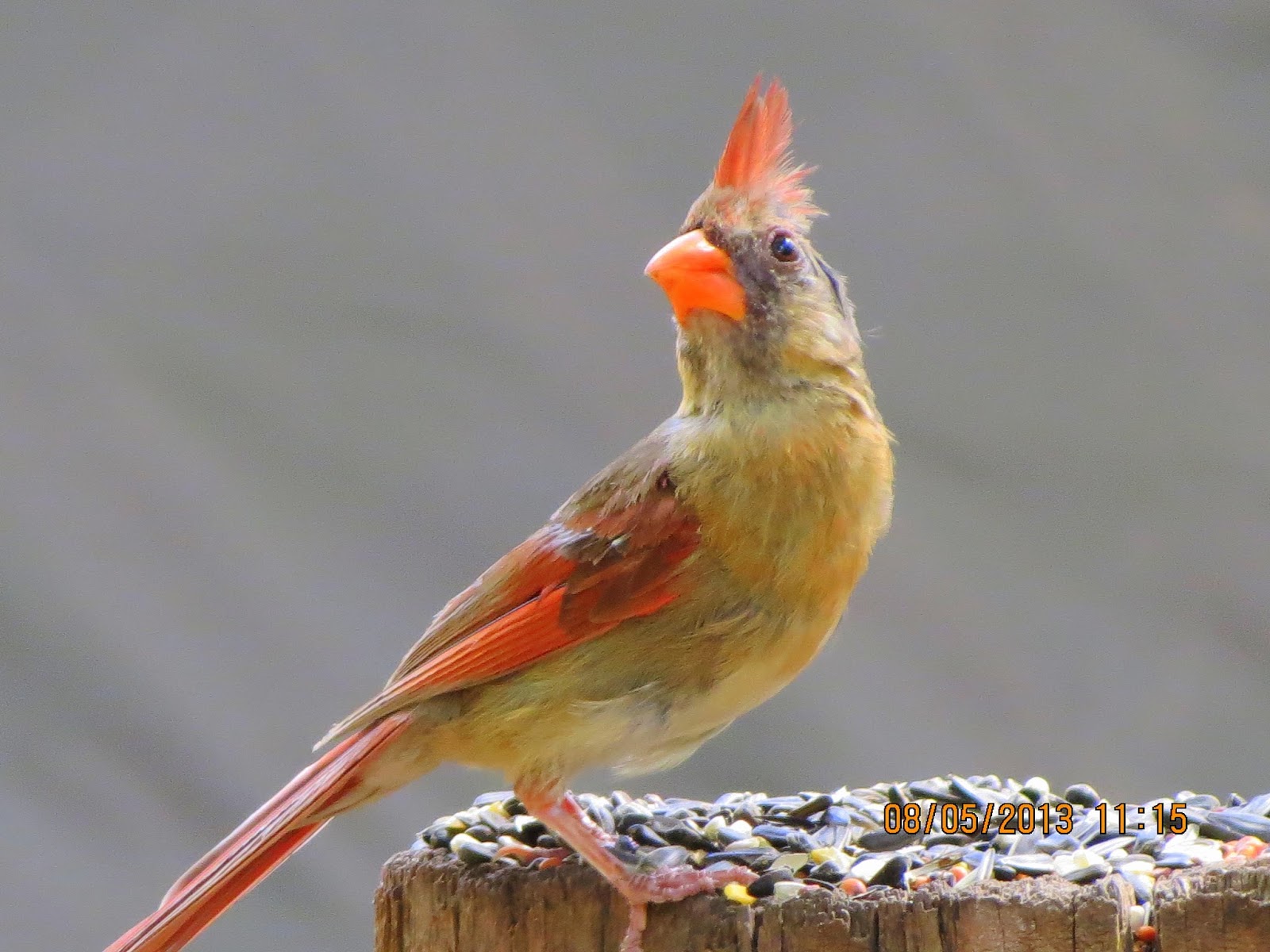 katescabinbirdsanctuaryintexas THE BABY CARDINALS ARE MOLTING AND LOOK