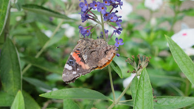 Red Admiral, Vanessa atalanta