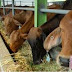 PENGGEMUKKAN SAPI: Inilah Usaha Instan Pencetak Untung Besar