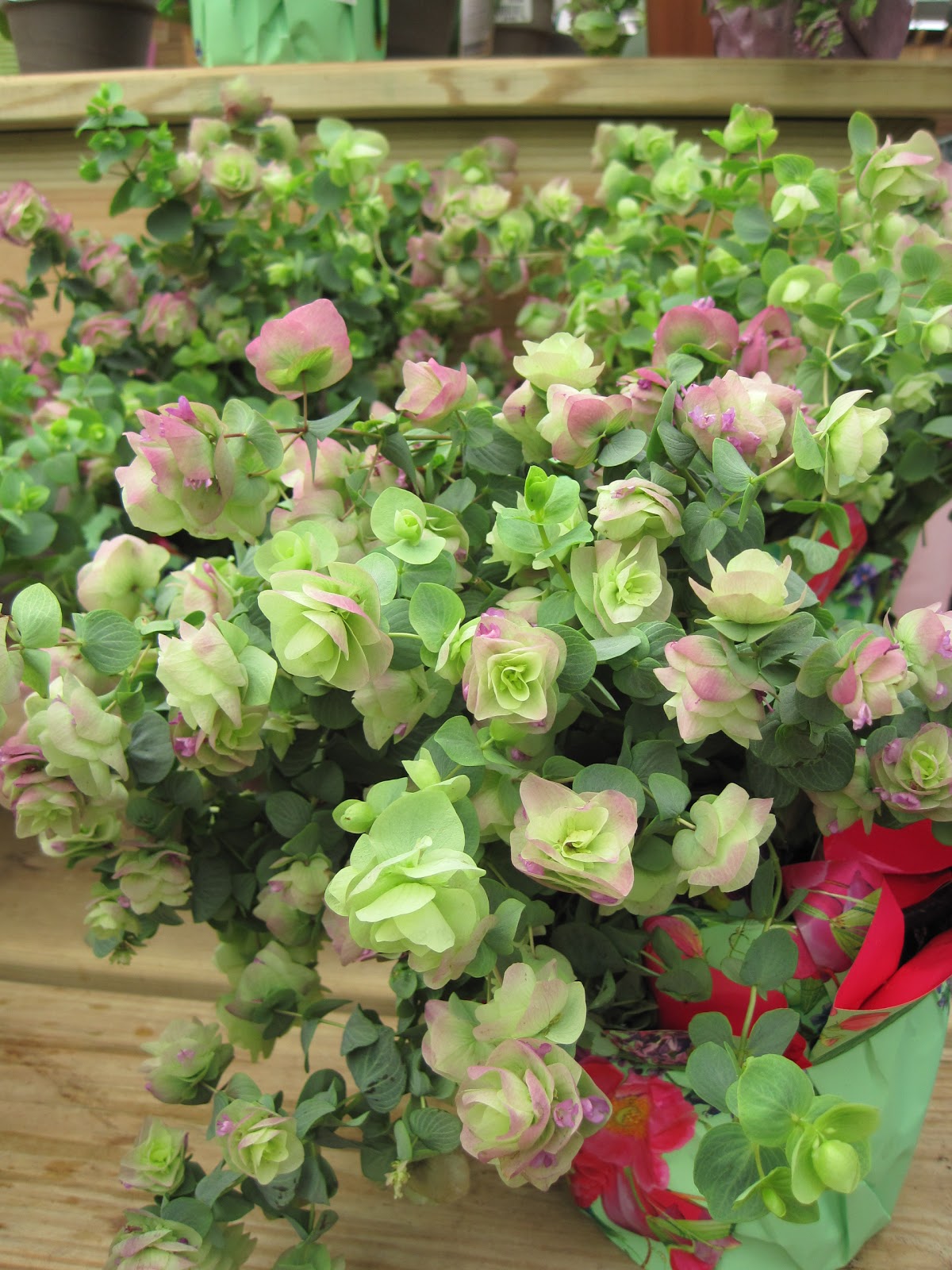 Gardening and Gardens Ornamental Oregano