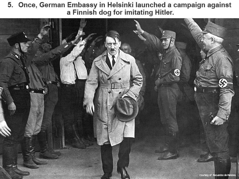 How Did Hitler S Dog Die How Did Hitler S Dog Die