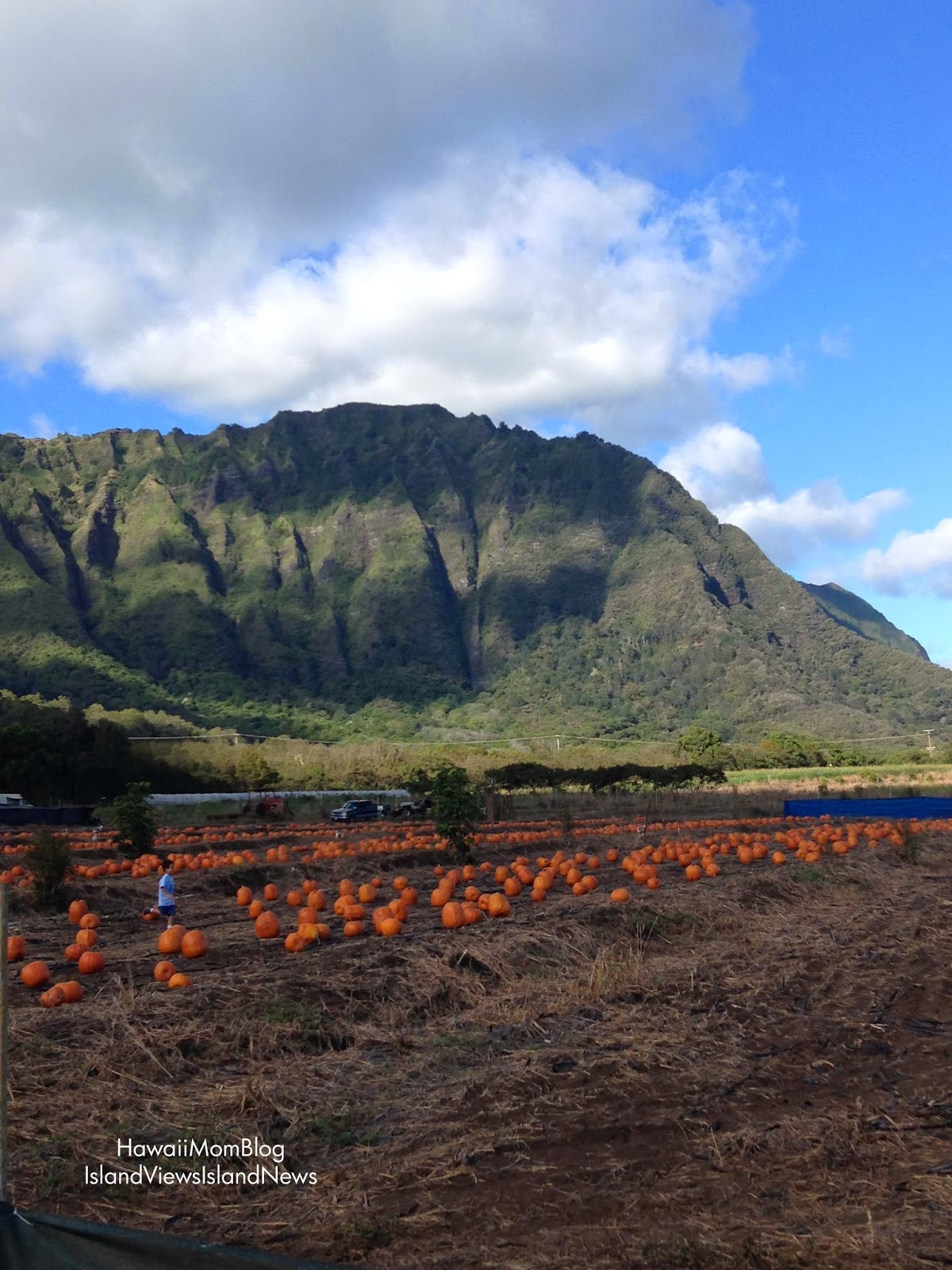 Waimanalo Country Farms Food Truck Waimanalo Country Farms Food Truck