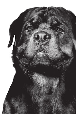 Dog Suddenly Starts Limping After A Walk Dog Suddenly Starts Limping After A Walk