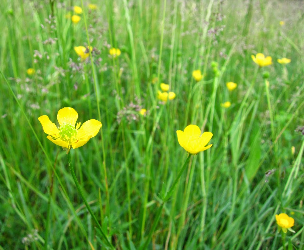 Ode Street Tribune wild buttercups blooming in Rosslyn