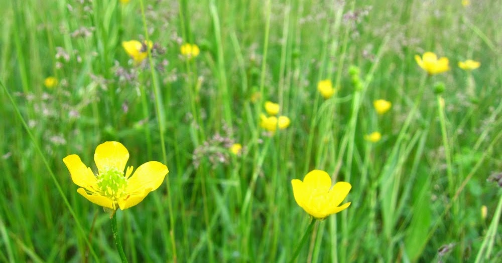 Ode Street Tribune wild buttercups blooming in Rosslyn