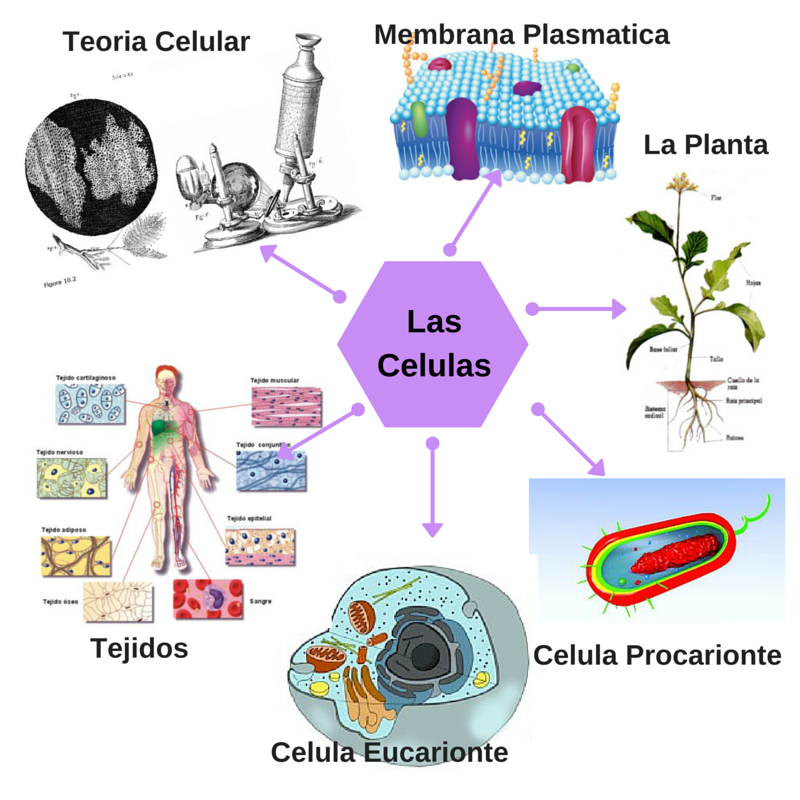 Las Celulas