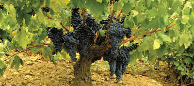 khasiat dan kegunaan anggur untuk tubuh manusia