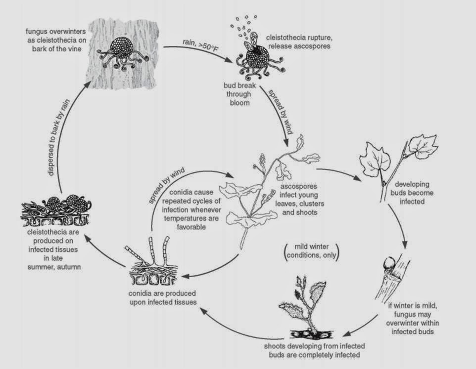 EnoViti David Gadoury�s Presentation on Grape Powdery Mildew