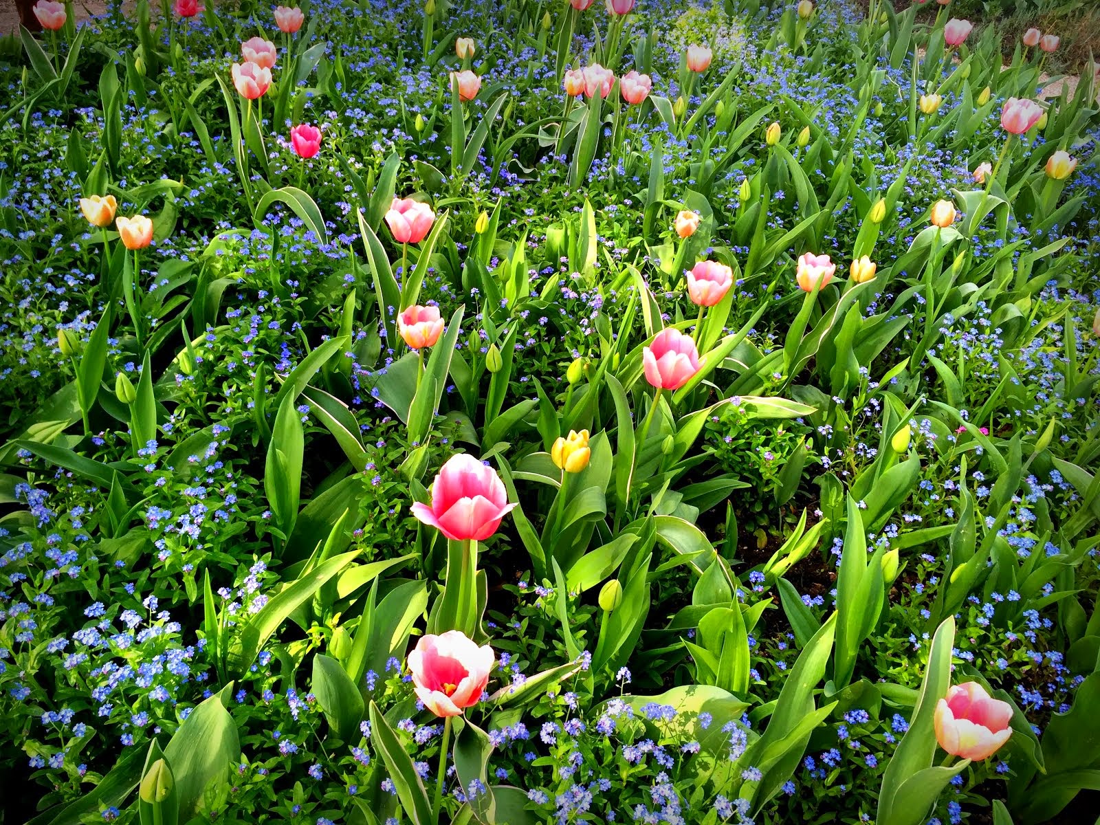 Tulips in Monet's gardens, Giverny, mid April