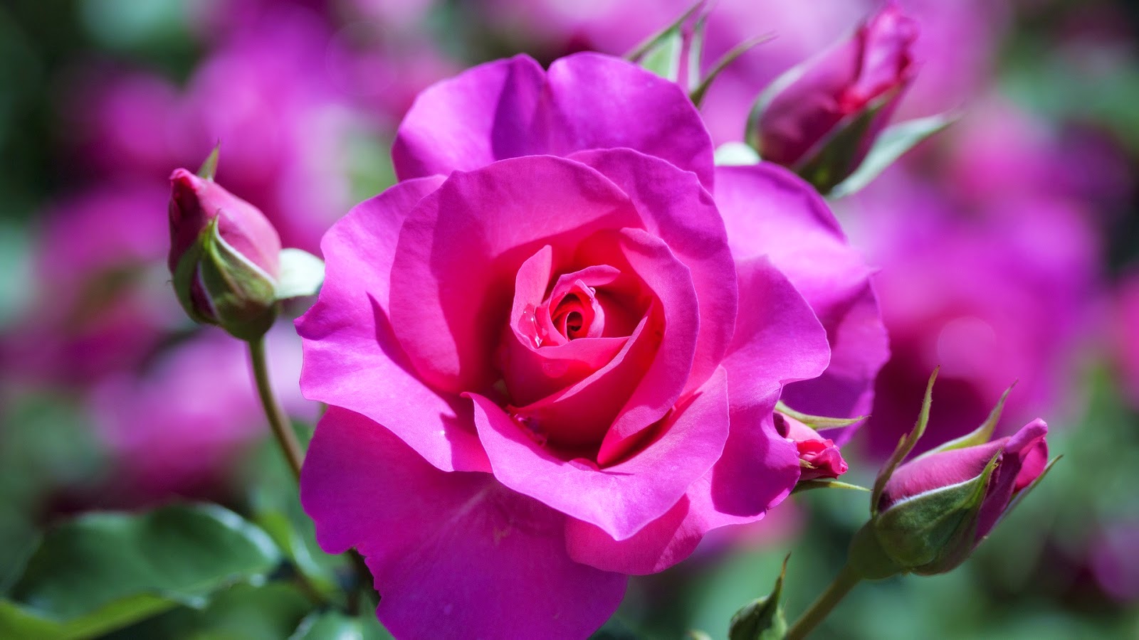 Best Flower | top best flowers wallpapers 2014 Best Flower | top best flowers wallpapers 2014