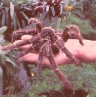 Tarantula Goliath Tarantula Goliath