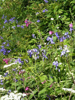 Bluebells, red campion and cow parsley Bluebells, red campion and cow parsley