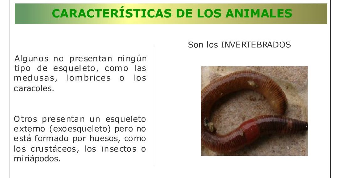 BIOLOGÍA Y GEOLOGÍA 1ESO EXXI - IES MAR. BAQUERO: EXXI. CN1ESO. UD09