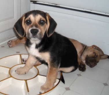 golden retriever puppies dallas ft worth area lizardmarsh dallas ft worth tx area update re emergency six 8 wk golden golden retriever puppies dallas ft worth area lizardmarsh dallas ft worth tx area update re emergency six 8 wk golden