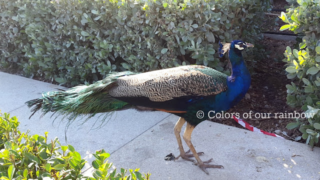 Ras al Khor Wild life Sanctuary and Zabeel Palace Gardens: Flamingos and Peacocks : @http://colorsofourrainbow.blogspot.ae/