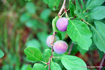 PLUMS