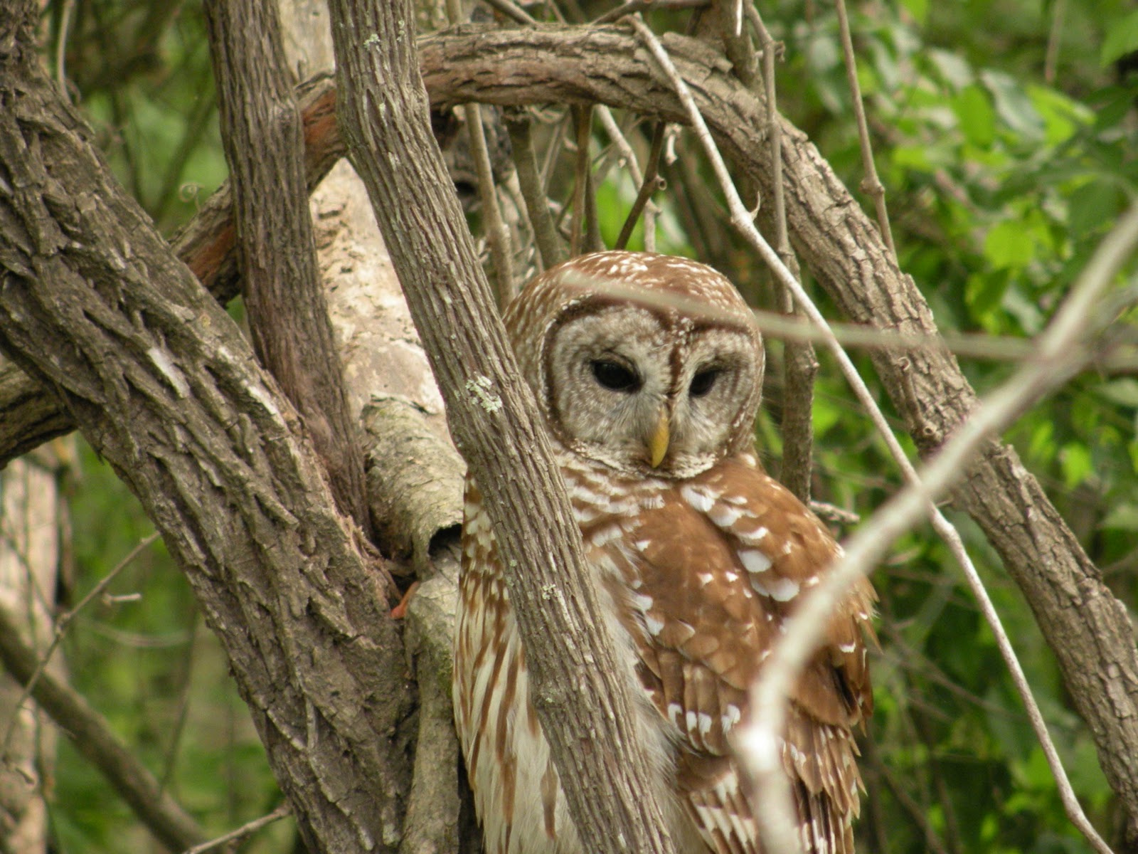 Mary's Louisiana Garden Barred Owl