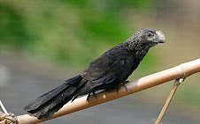 Fauna Bacia Taquari-Antas - Fonte: Aepan-ONG - Série: Aves