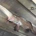 Ikan Bertanduk Ini Berhasil Ditemukan di Laut Kanada thumbnail