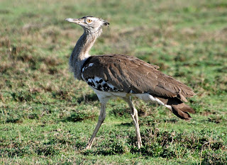 Kori Bustard