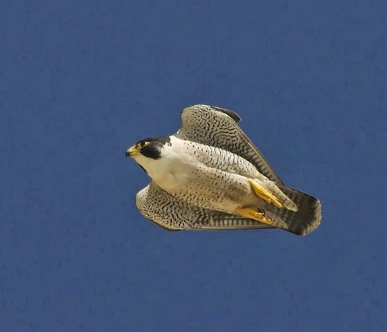 Halcón peregrino en pleno picado Halcón Peregrino en Pleno Picado