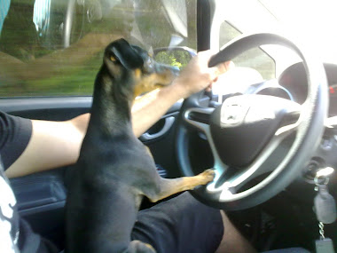 esta é a pipoca aprendendo a dirigir!