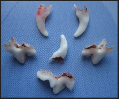 when do puppies get teeth doctor barkman speaks how many teeth does a when do puppies get teeth doctor barkman speaks how many teeth does a