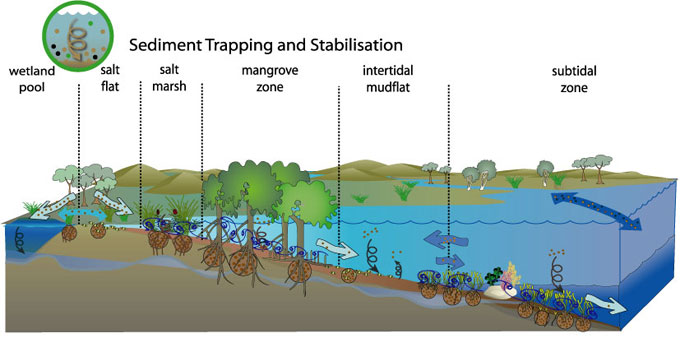 Caitlin D. Marine Science: Benefits of Mangroves wetland filter diagram 