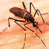 Campos já tem 1.400 casos de dengue confirmados.