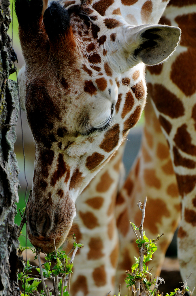 Giraffe poker