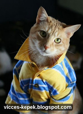 macska pólóban