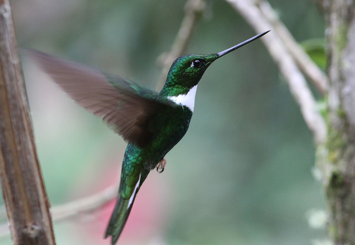 Collared Inca Birds World