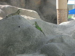 iguanas