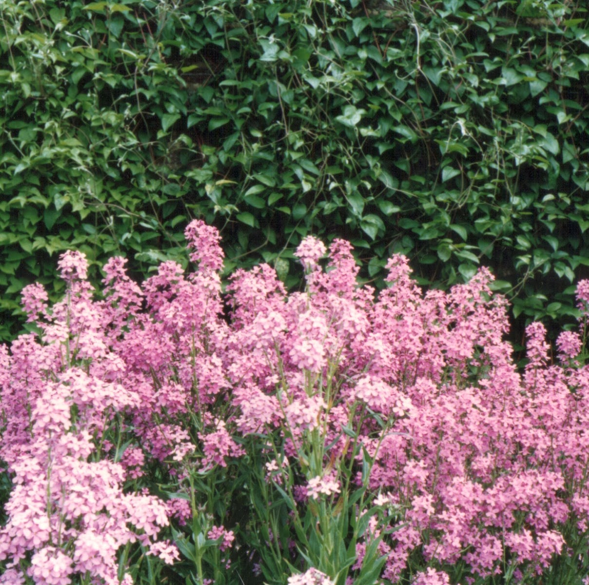 Clear contrast between flowers and background Clear contrast between the subject and ground
