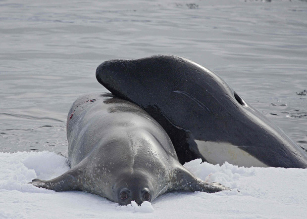 orca eats a baby seal