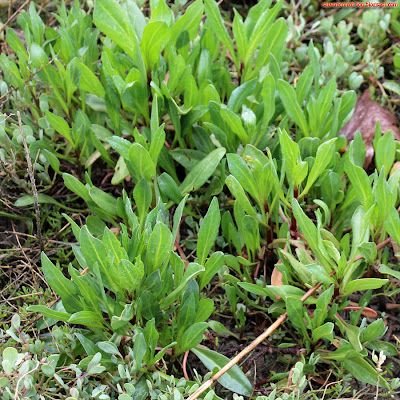 Aster maritime (aster tripolium), ou oreilles de cochon. Très parfumée, elle est aussi bonne crue que cuite. Attention, espèce protégée dans certaines régions.