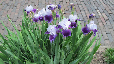 Irises