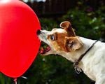 Anjing Terbanyak Memecahkan Balon Anjing Terbanyak Memecahkan Balon