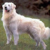 La antigua raza del Kuvasz