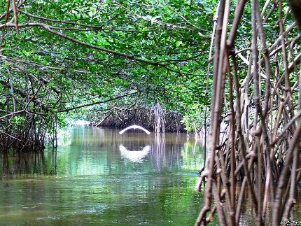 LOS BOSQUES DE PUERTO RICO los bosques de puerto rico: