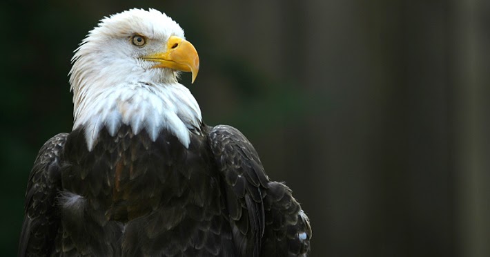 The Narwhal's Left Tooth: Return of a native: Bald eagle numbers