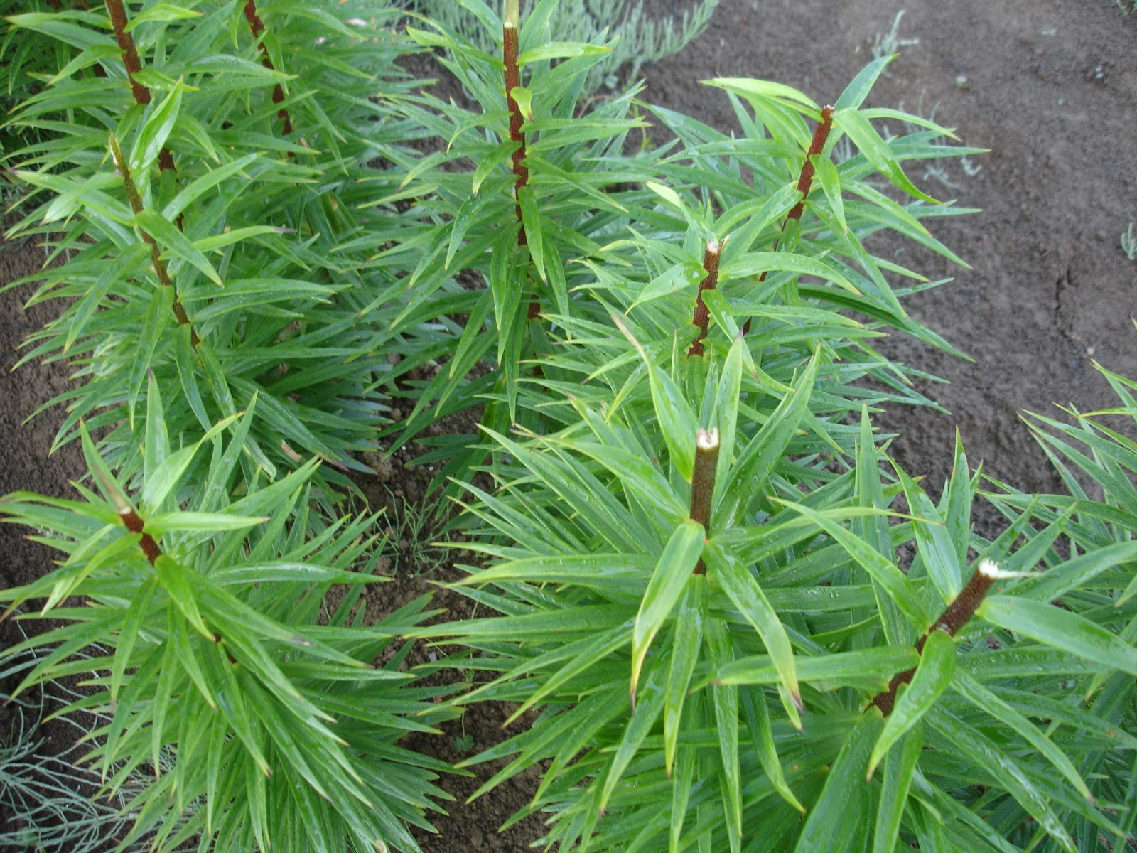 B&D Lilies Garden Blog Differences between Oriental and Asiatic lilies