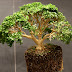 Basic Point for Bonsai Care