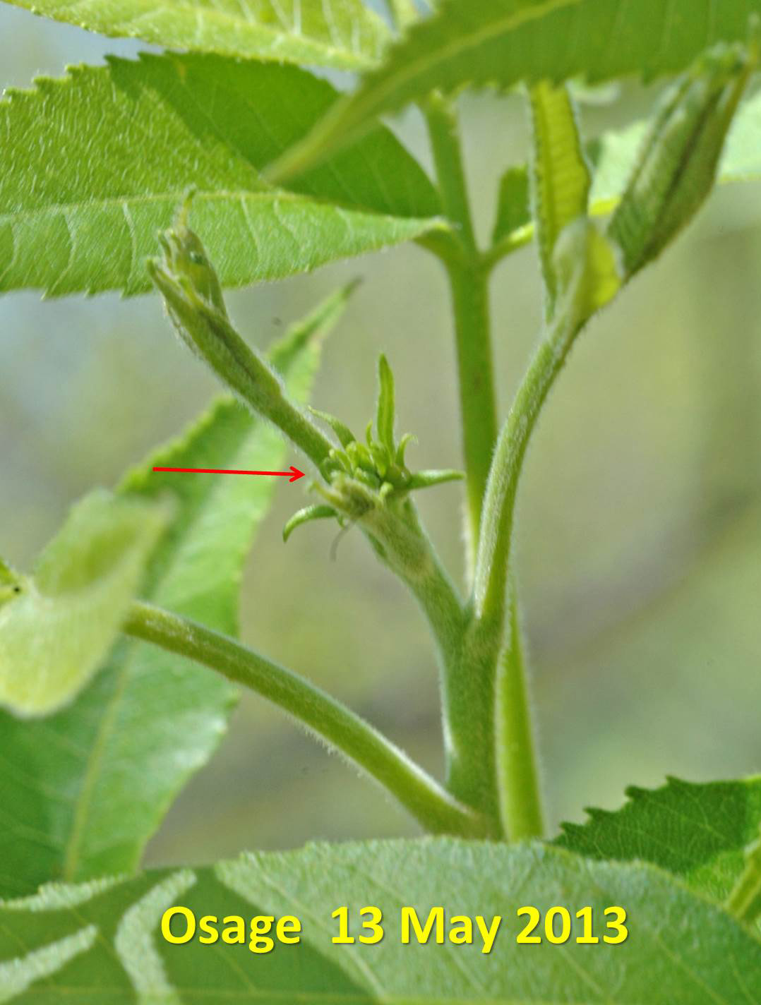 Northern Pecans Pistillate flowers just starting to emerge