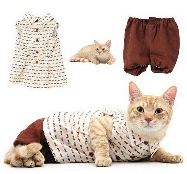 Trendy clothes for cats