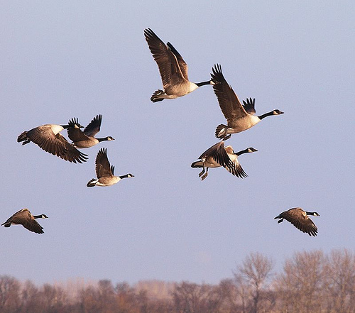 canada goose migration facts canada goose migration facts