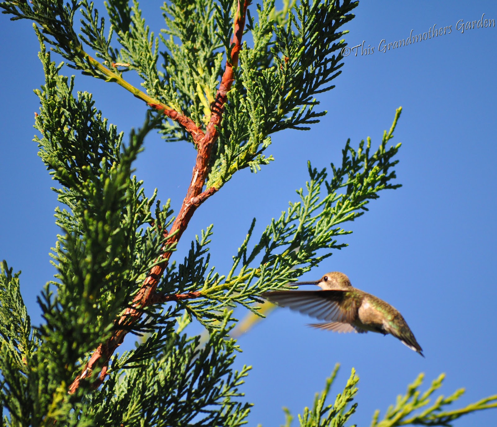 This Grandmother's Garden Where Hummingbirds Gather