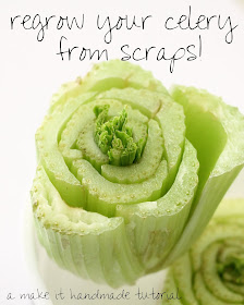 Grow your groceries! Use the leftover portion of your celery to create fragrant houseplant! A great gardening project for the kids. http://www.makeithandmade.com/2014/03/regrowing-celery.html