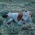 Pitt Bull precisa de ajuda!